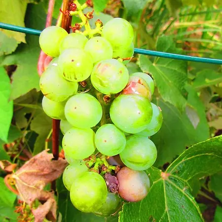 U Vinara Milana, Tatralandia Orman Evi Liptovský Mikuláš