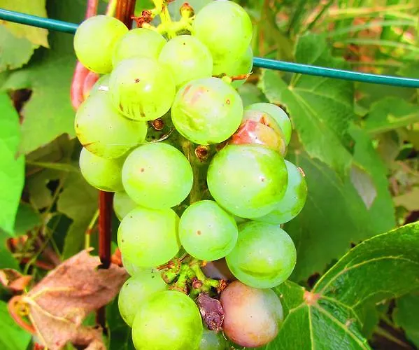 U Vinara Milana, Tatralandia 롯지 Liptovský Mikuláš